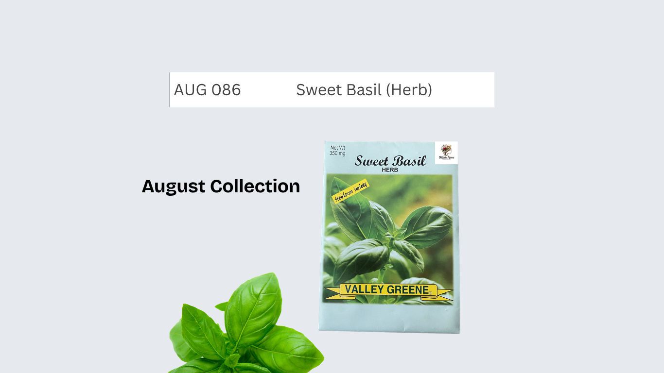 Sweet Basil (Herb)
