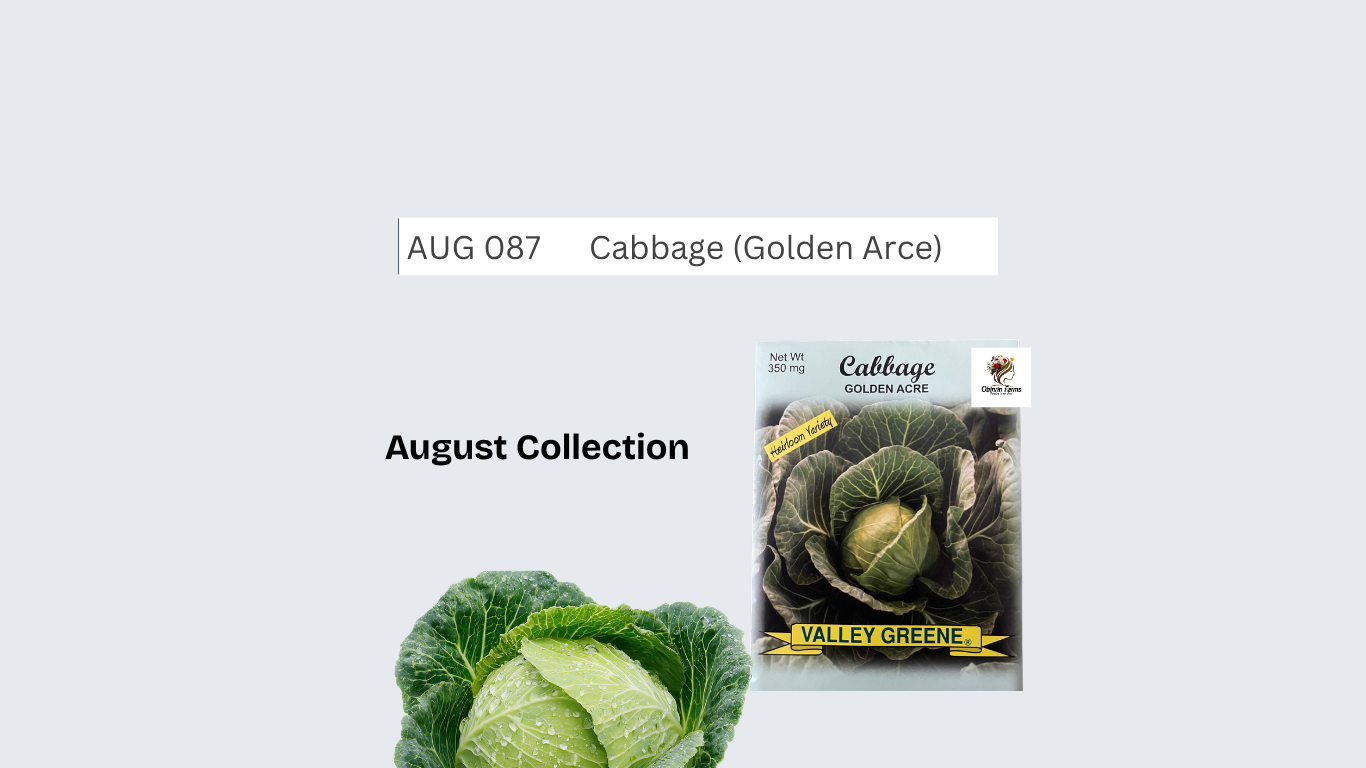 Cabbage (Golden Arce)