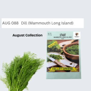 Dill (Mammouth Long Island)