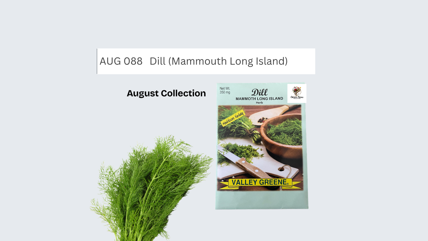 Dill (Mammouth Long Island)