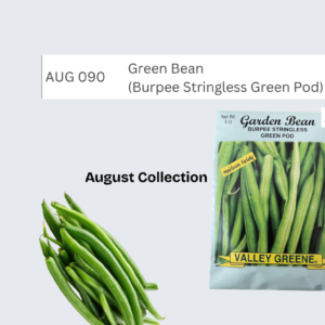 Green Bean (Burpee Stringless Green Pod)
