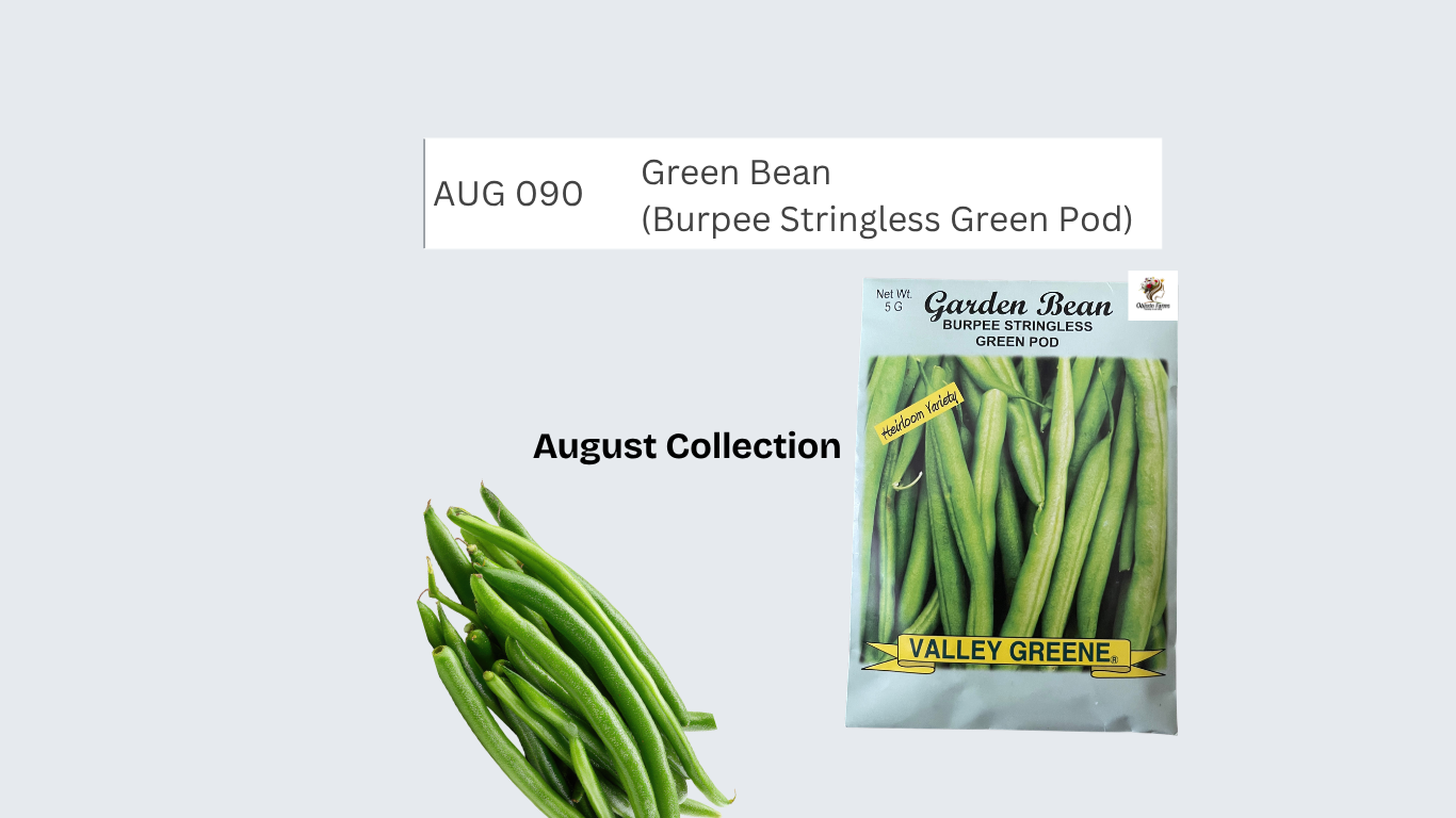 Green Bean (Burpee Stringless Green Pod)