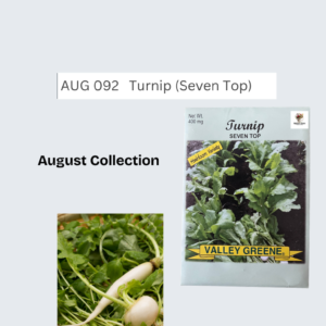 Turnip (Seven Top)