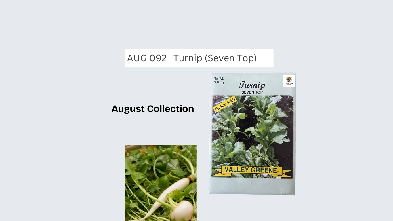 Turnip (Seven Top)