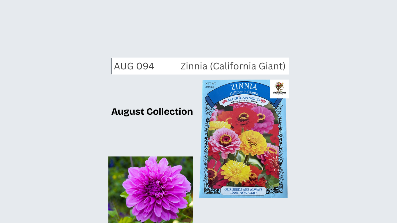 Zinnia (California Giant)