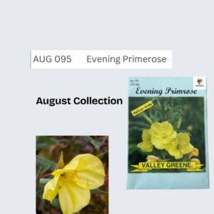 Evening Primerose