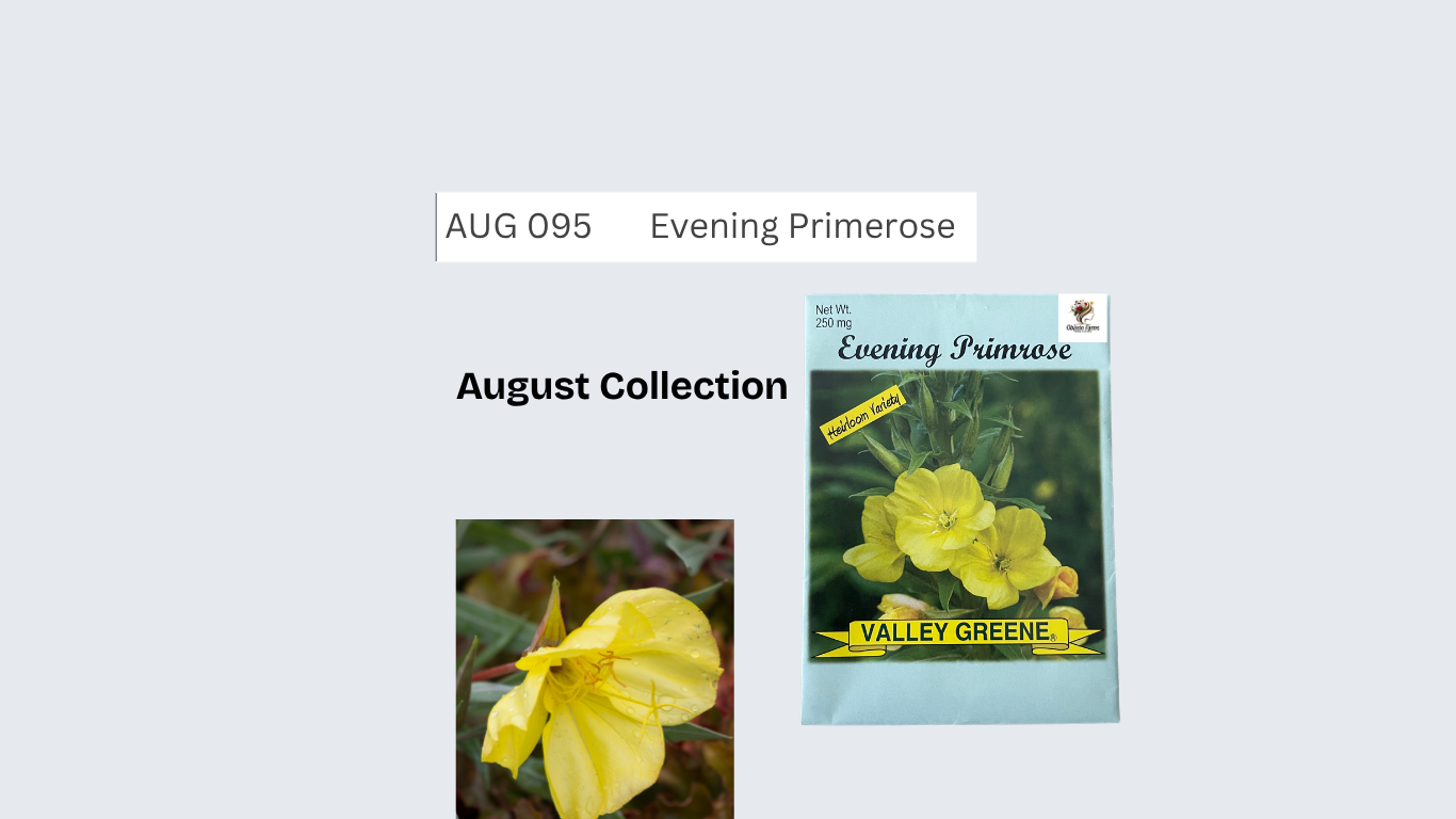 Evening Primerose