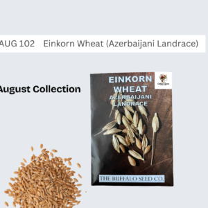 Einkorn Wheat (Azerbaijani Landrace)