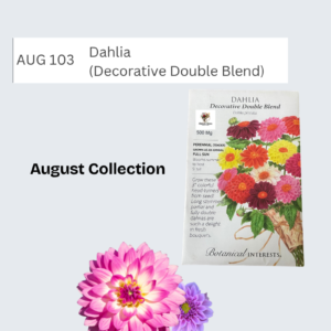 Dahlia (Decorative Double Blend)