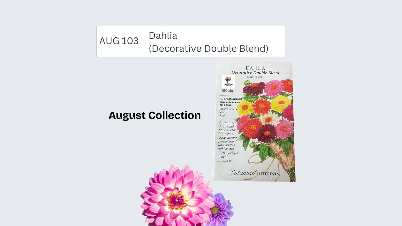 Dahlia (Decorative Double Blend)