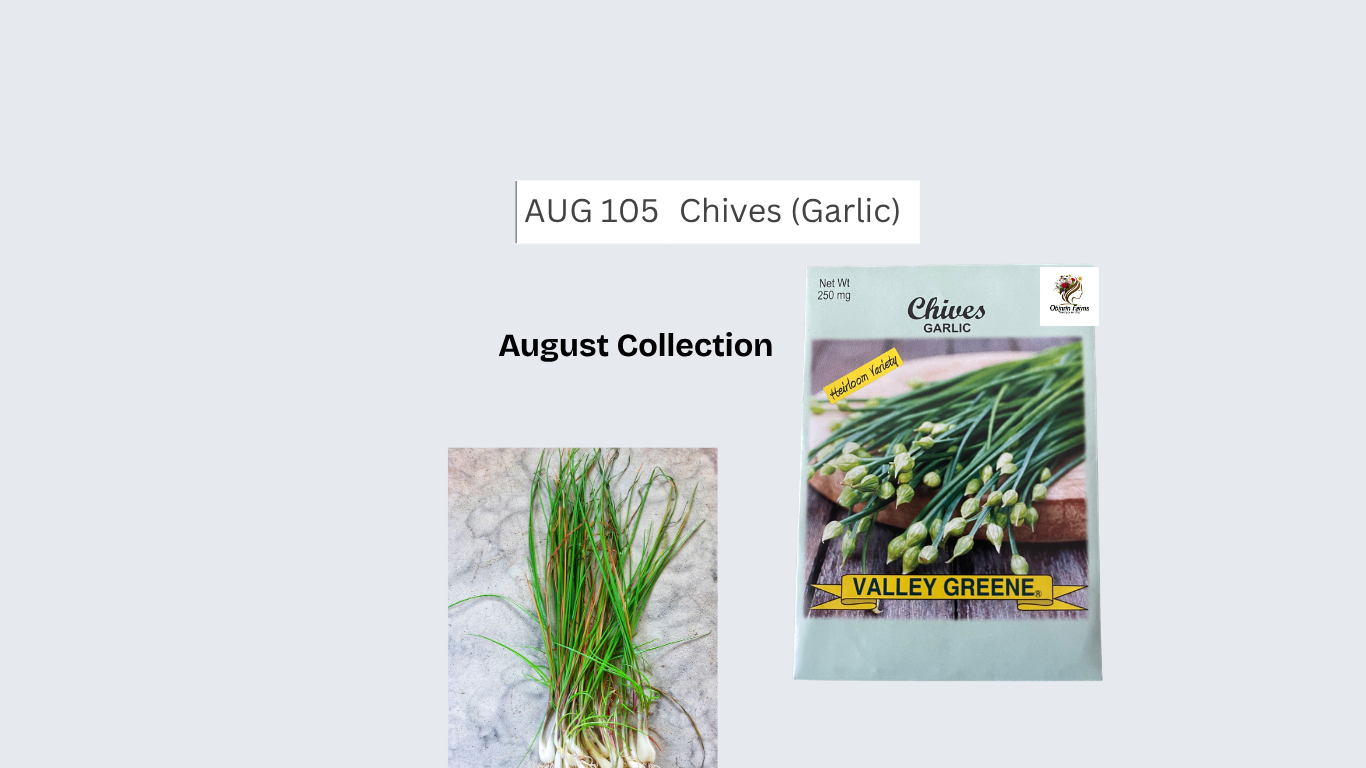 Chives (Garlic)
