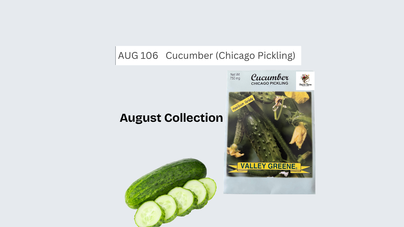 Cucumber (Chicago Pickling)