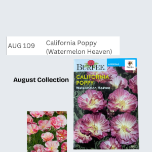 California Poppy (Watermelon Heaven)