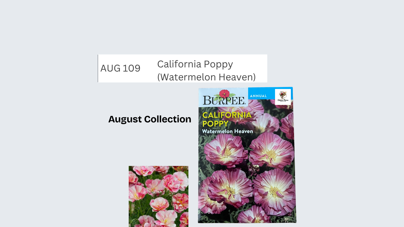 California Poppy (Watermelon Heaven)