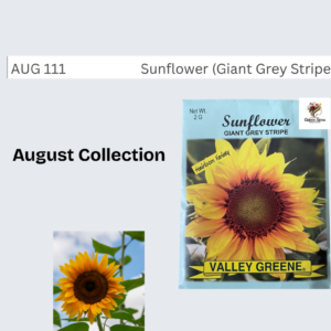 Sunflower (Giant Grey Stripe)