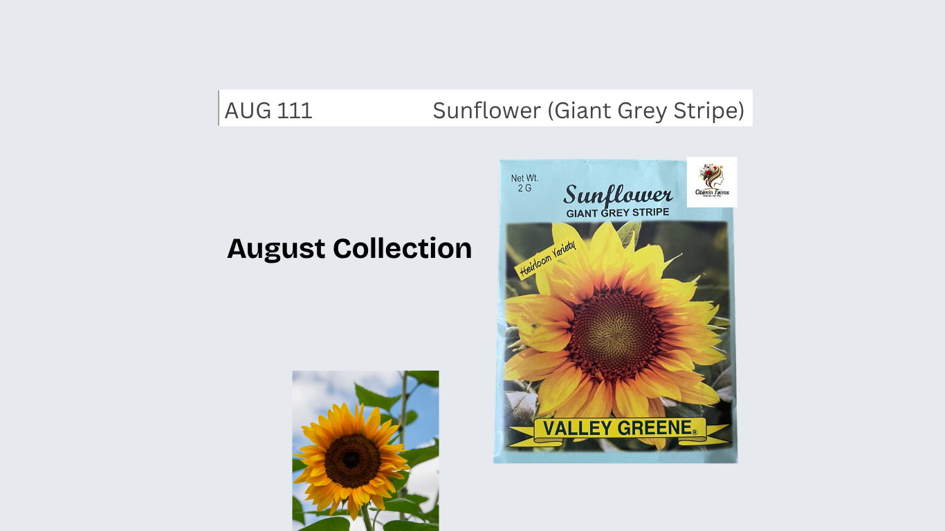 Sunflower (Giant Grey Stripe)