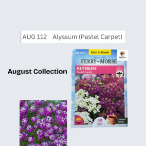 Alyssum (Pastel Carpet)