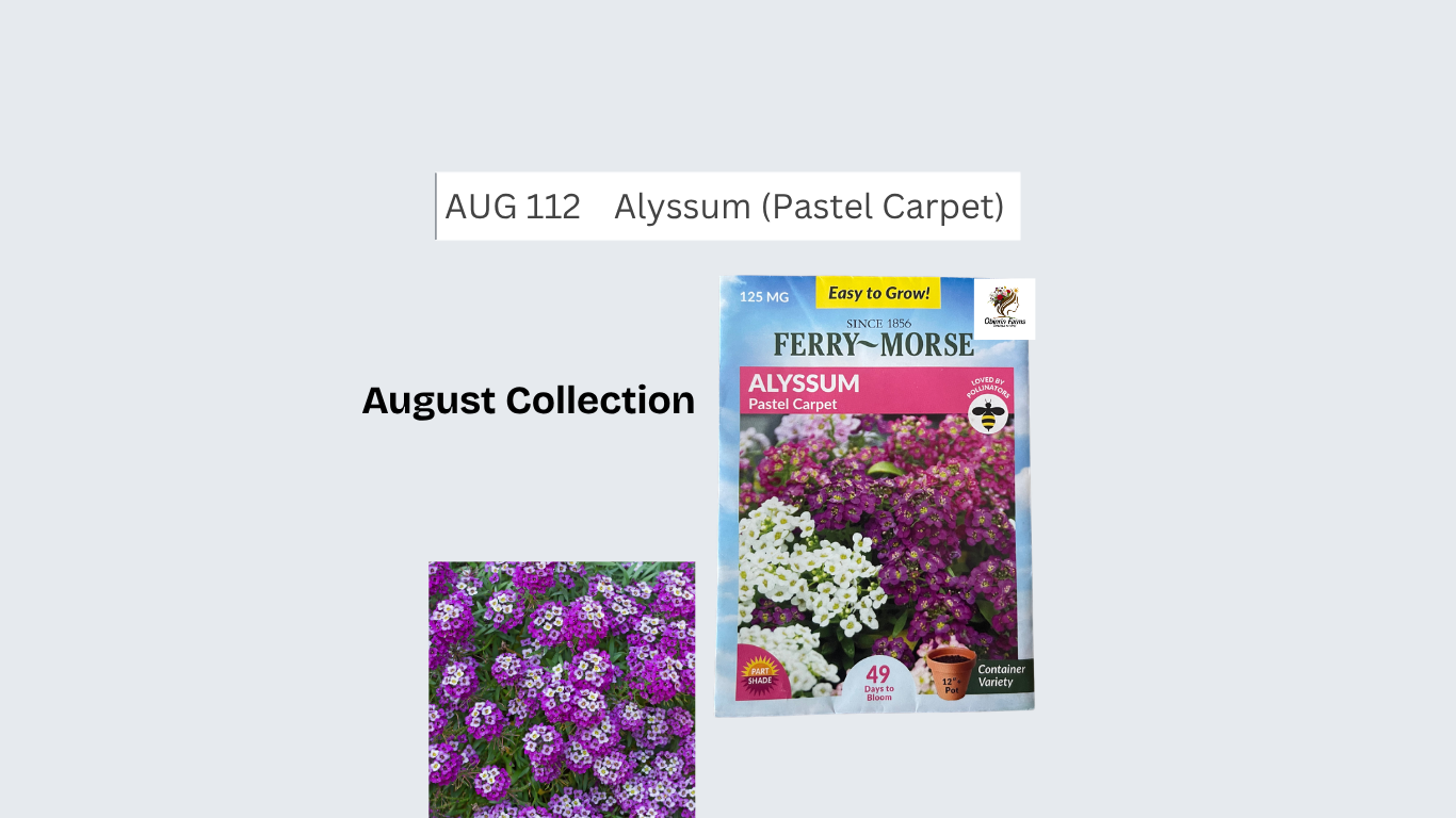 Alyssum (Pastel Carpet)