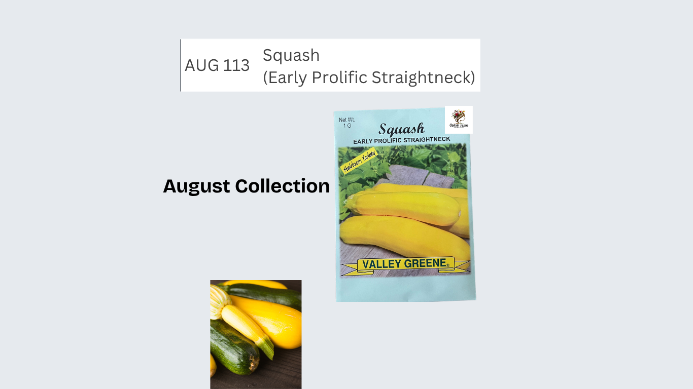 Squash (Early Prolific Straightneck)
