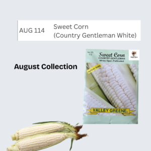 Sweet Corn (Country Gentleman White)