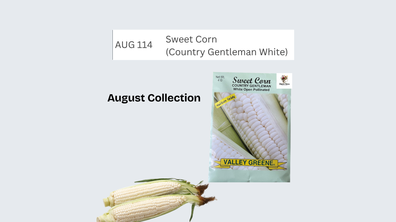Sweet Corn (Country Gentleman White)