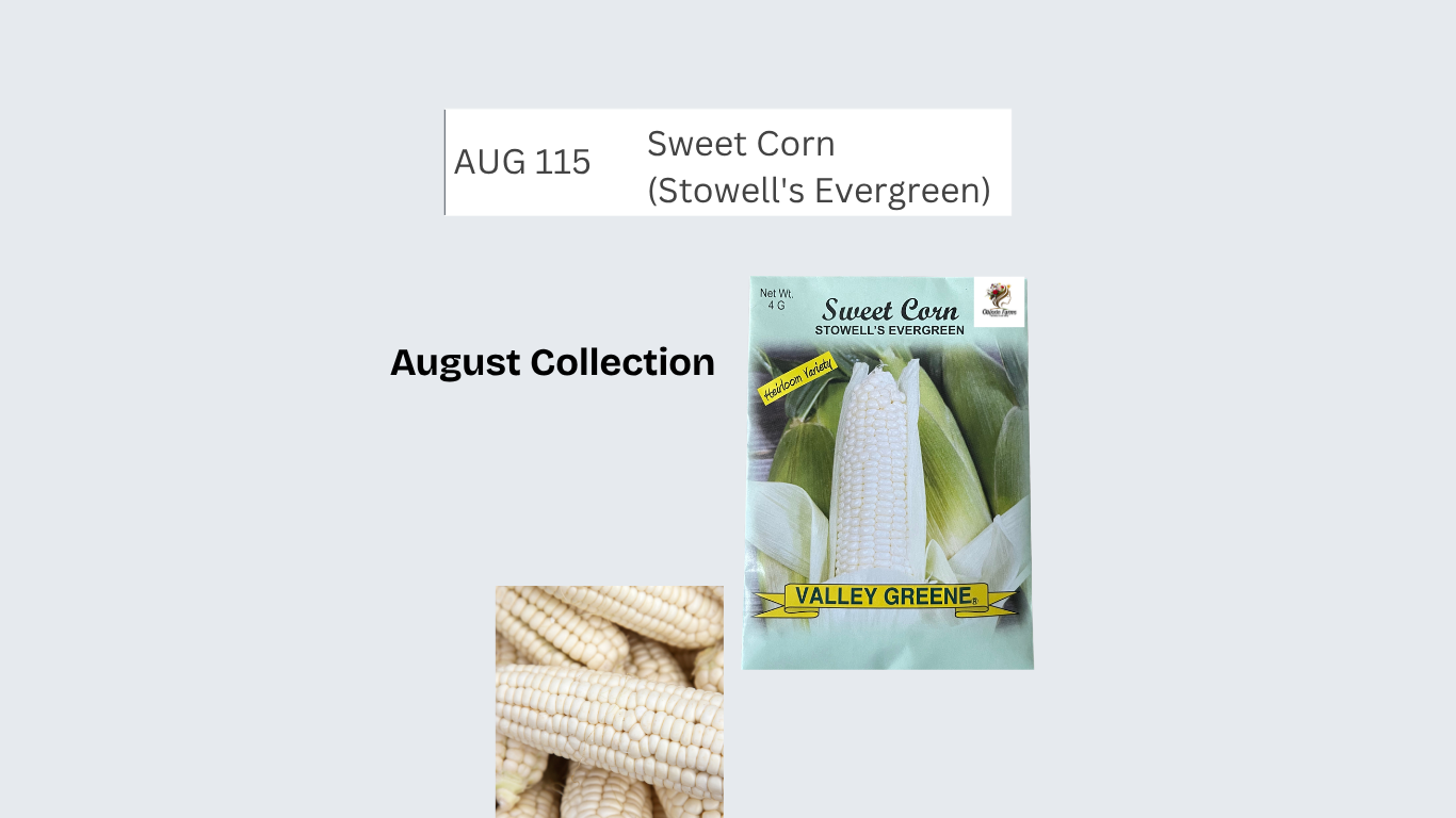 Sweet Corn (Stowell's Evergreen)