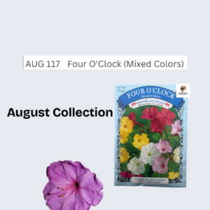 Four O'Clock (Mixed Colors)