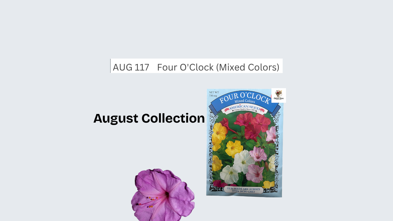 Four O'Clock (Mixed Colors)