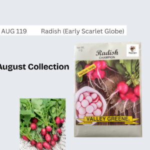 Radish (Early Scarlet Globe)