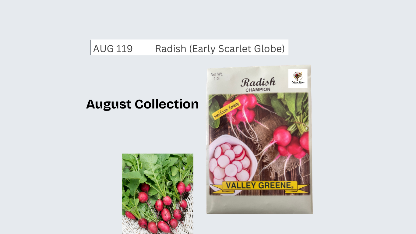 Radish (Early Scarlet Globe)