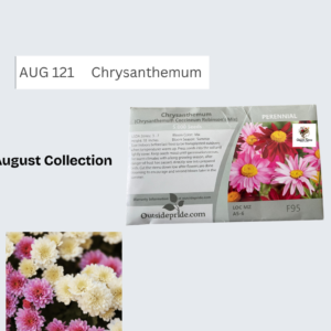 Chrysanthemum