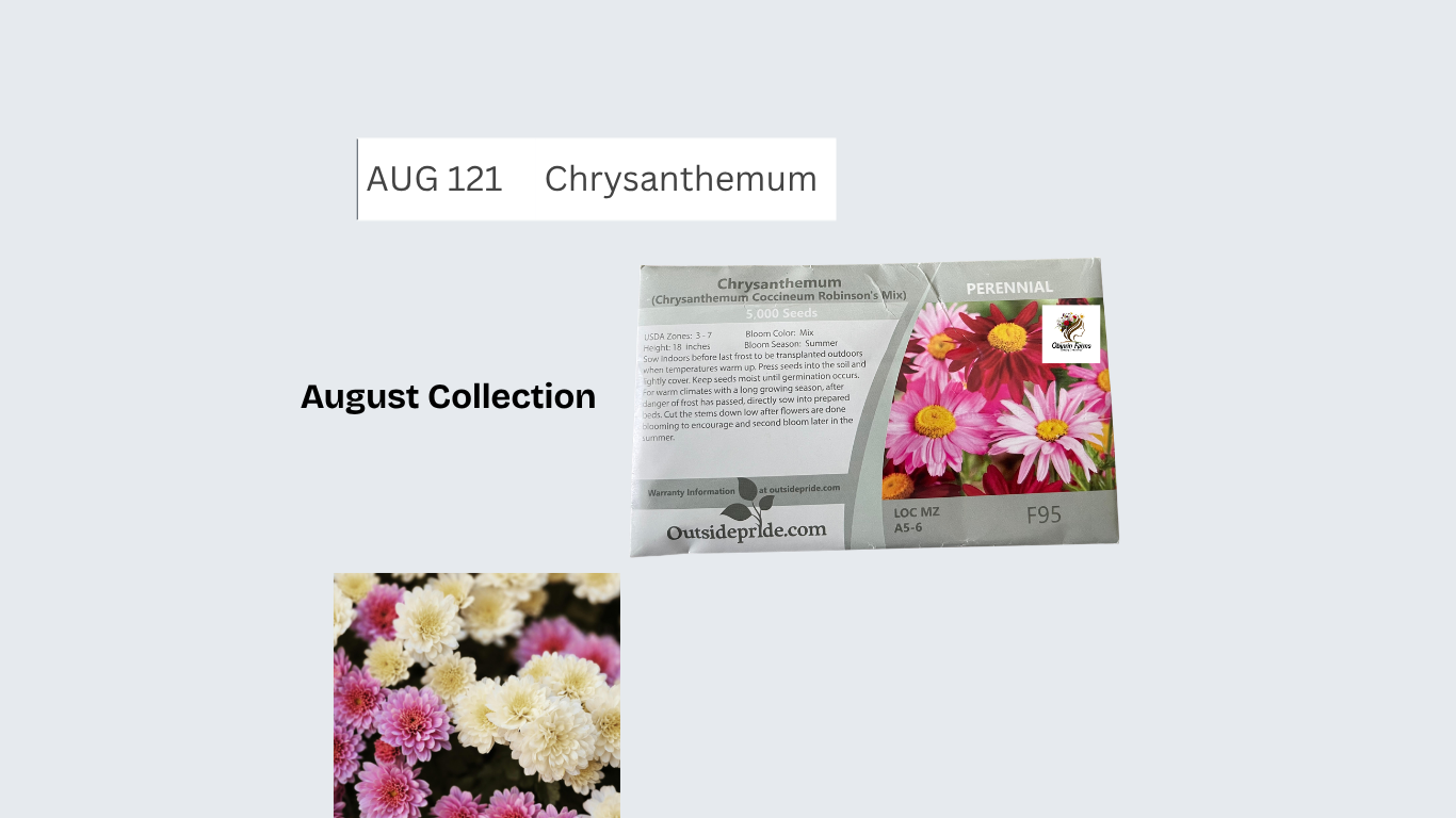 Chrysanthemum
