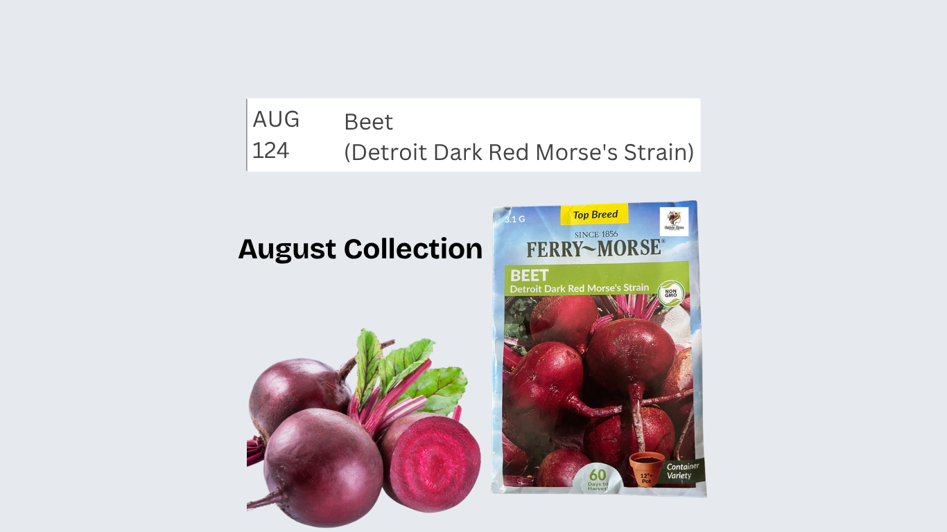 Beet (Detroit Dark Red Morse's Strain)