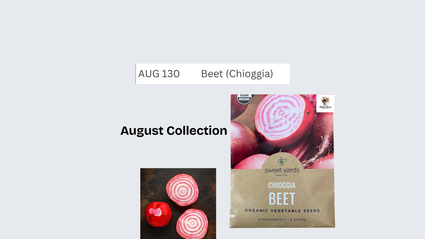Beet (Chioggia)