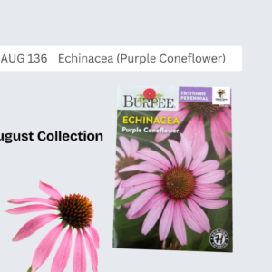 Echinacea (Purple Coneflower)