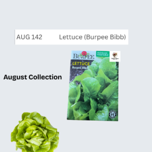 Lettuce (Burpee Bibb)