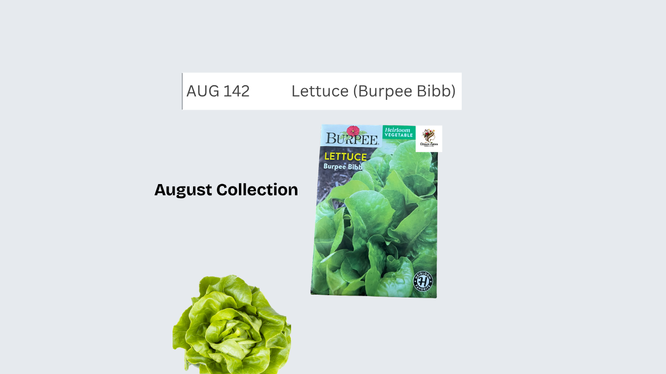 Lettuce (Burpee Bibb)