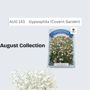 Covent Garden (Gypsophila Seed)
