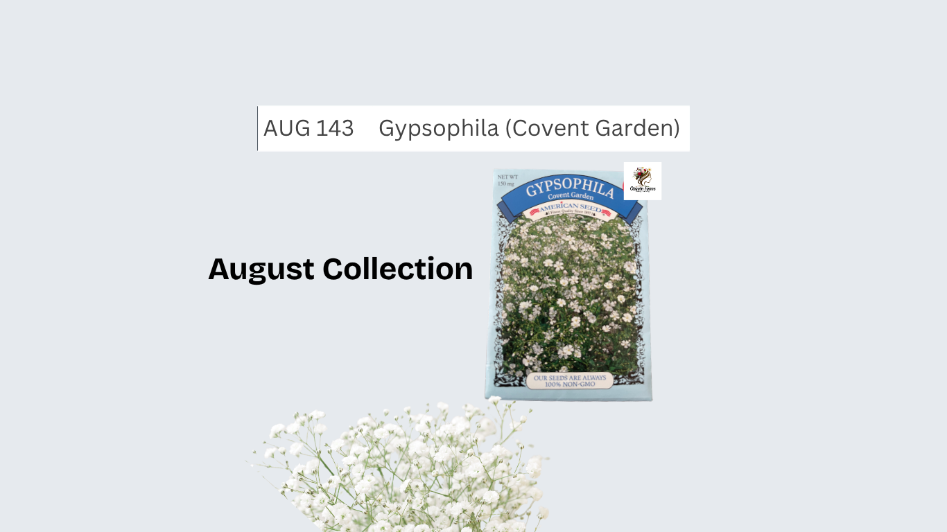 Covent Garden (Gypsophila Seed)