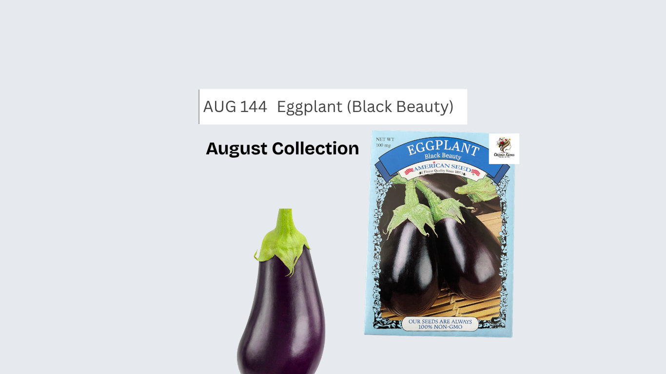 Black Beauty Eggplant