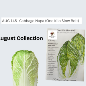 Cabbage Napa (One Kilo Slow Bolt)