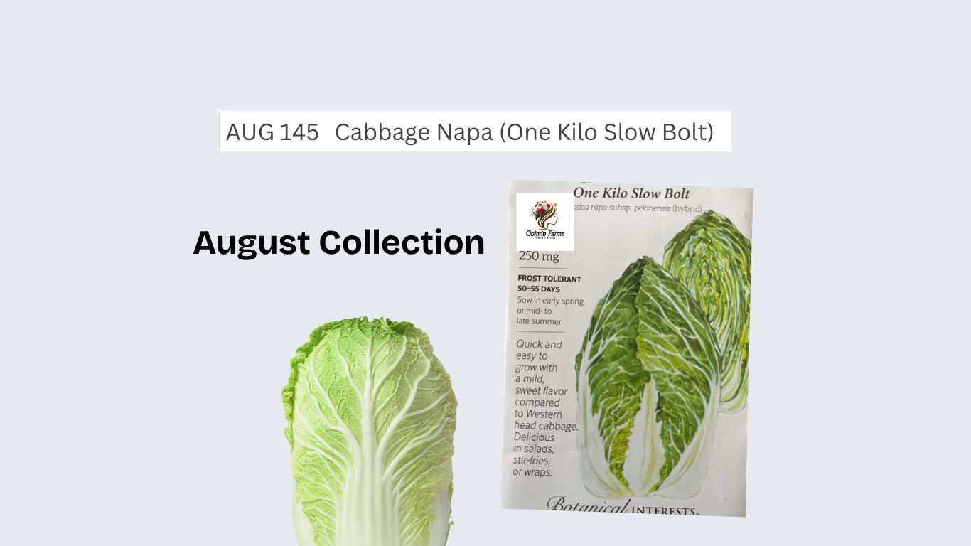 Cabbage Napa (One Kilo Slow Bolt)