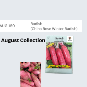 Radish (China Rose Winter Radish)
