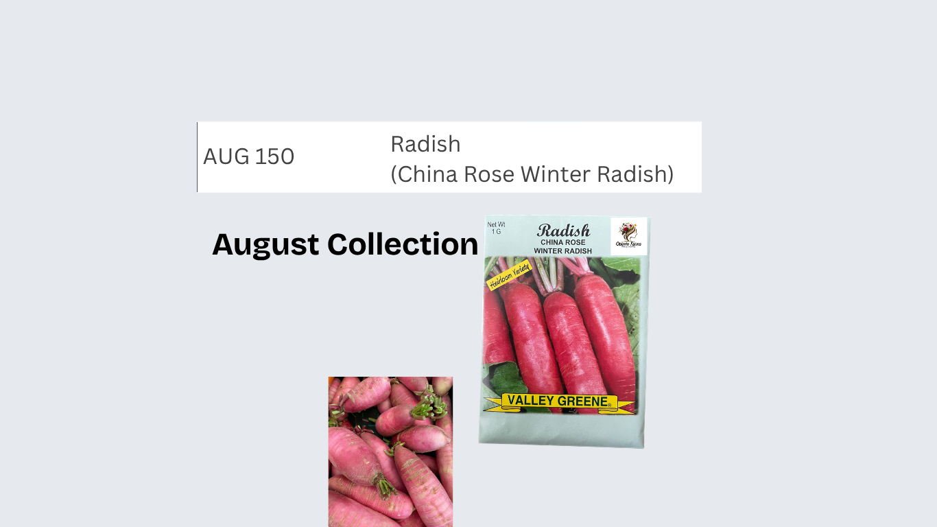 Radish (China Rose Winter Radish)