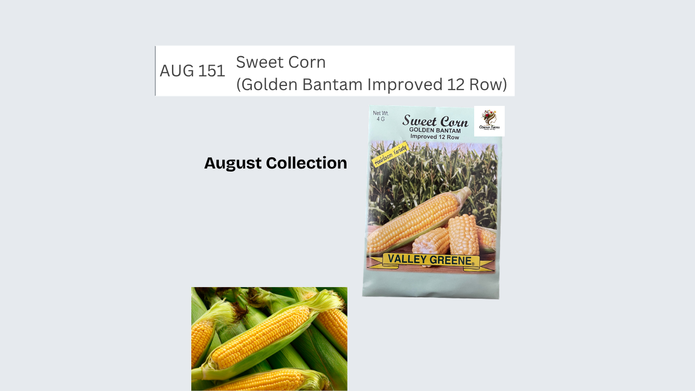 Sweet Corn (Golden Bantam Improved 12 Row)