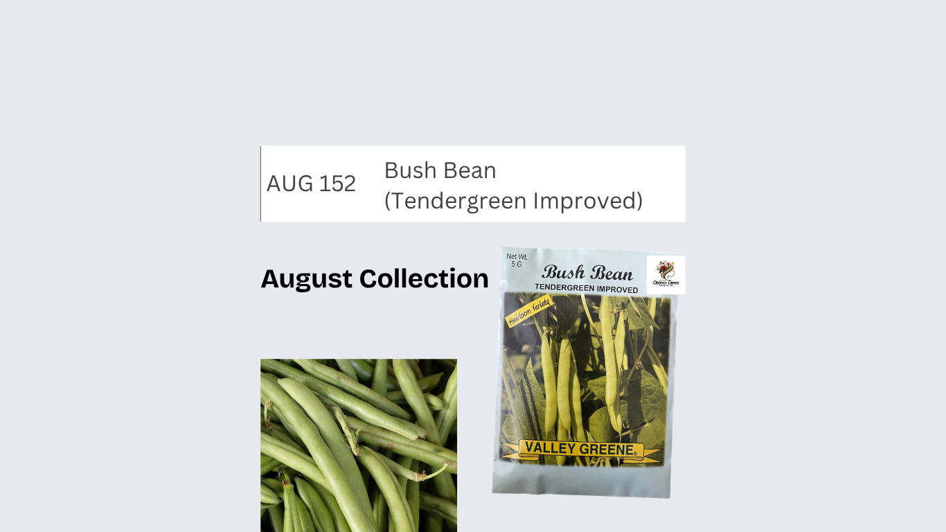 Bush Bean (Tendergreen Improved)