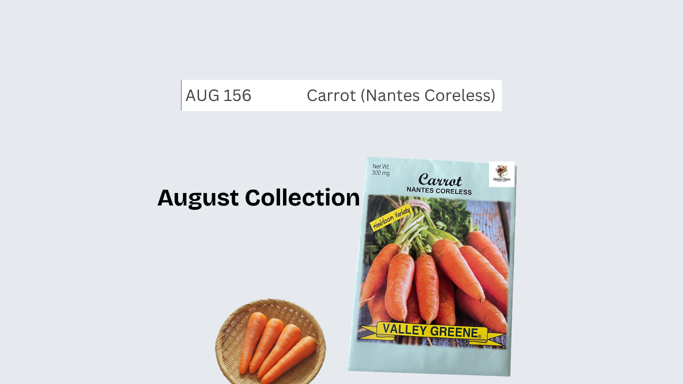 Carrot (Nantes Coreless)