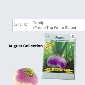 Turnip (Purple Top White Globe)