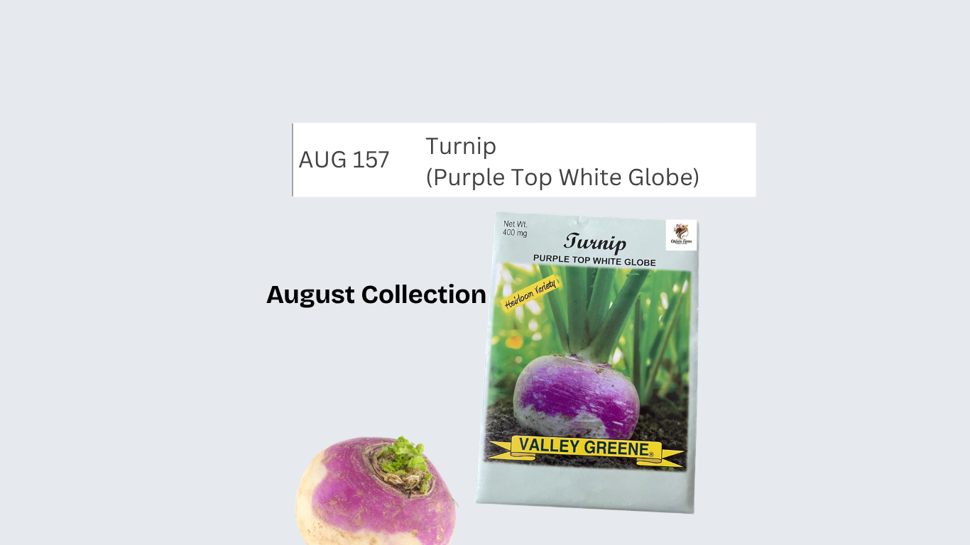 Turnip (Purple Top White Globe)