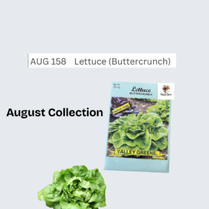 Lettuce (Buttercrunch)